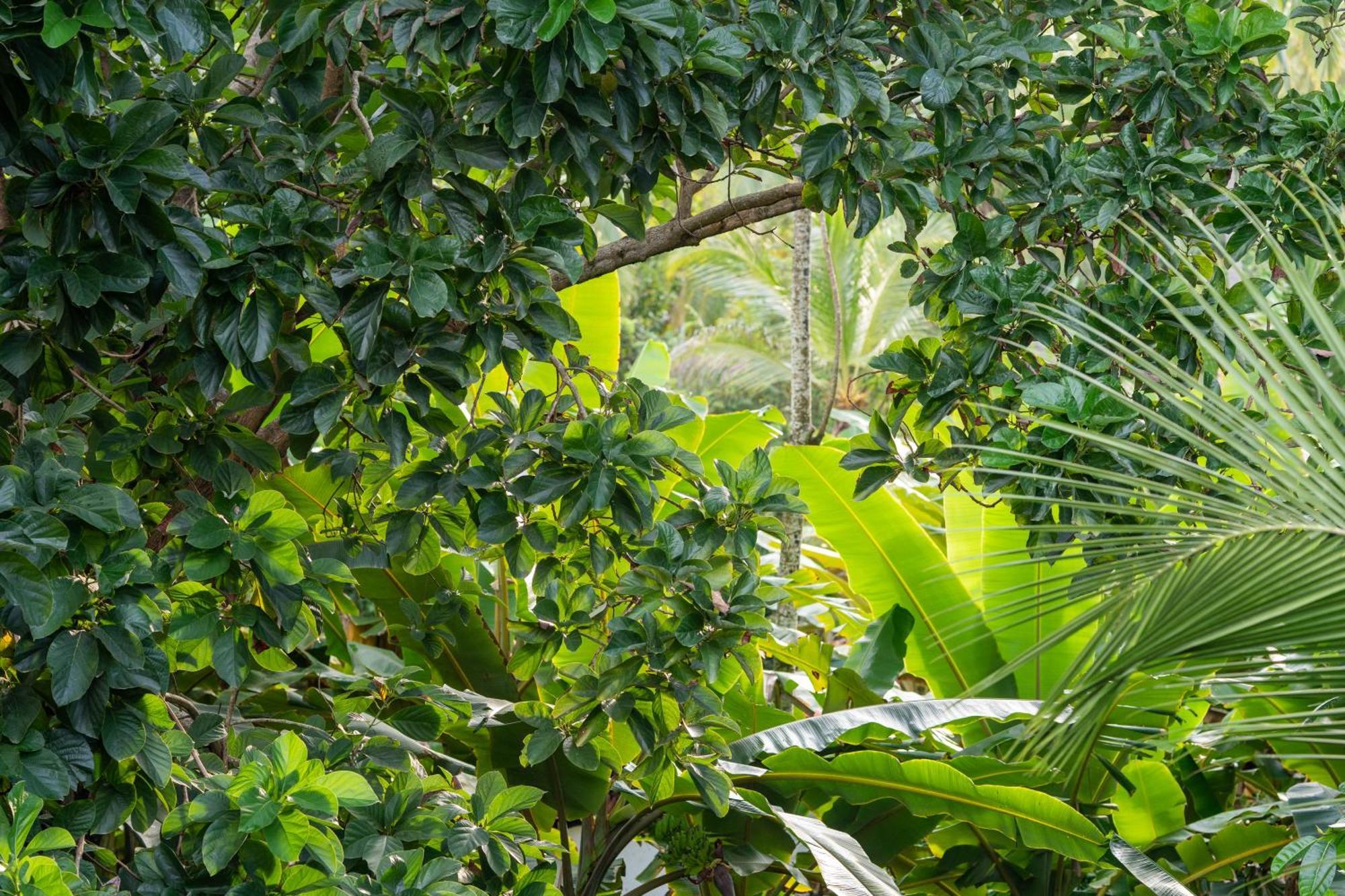 Tayrona Juanchos House Hostel Los Naranjos Zewnętrze zdjęcie