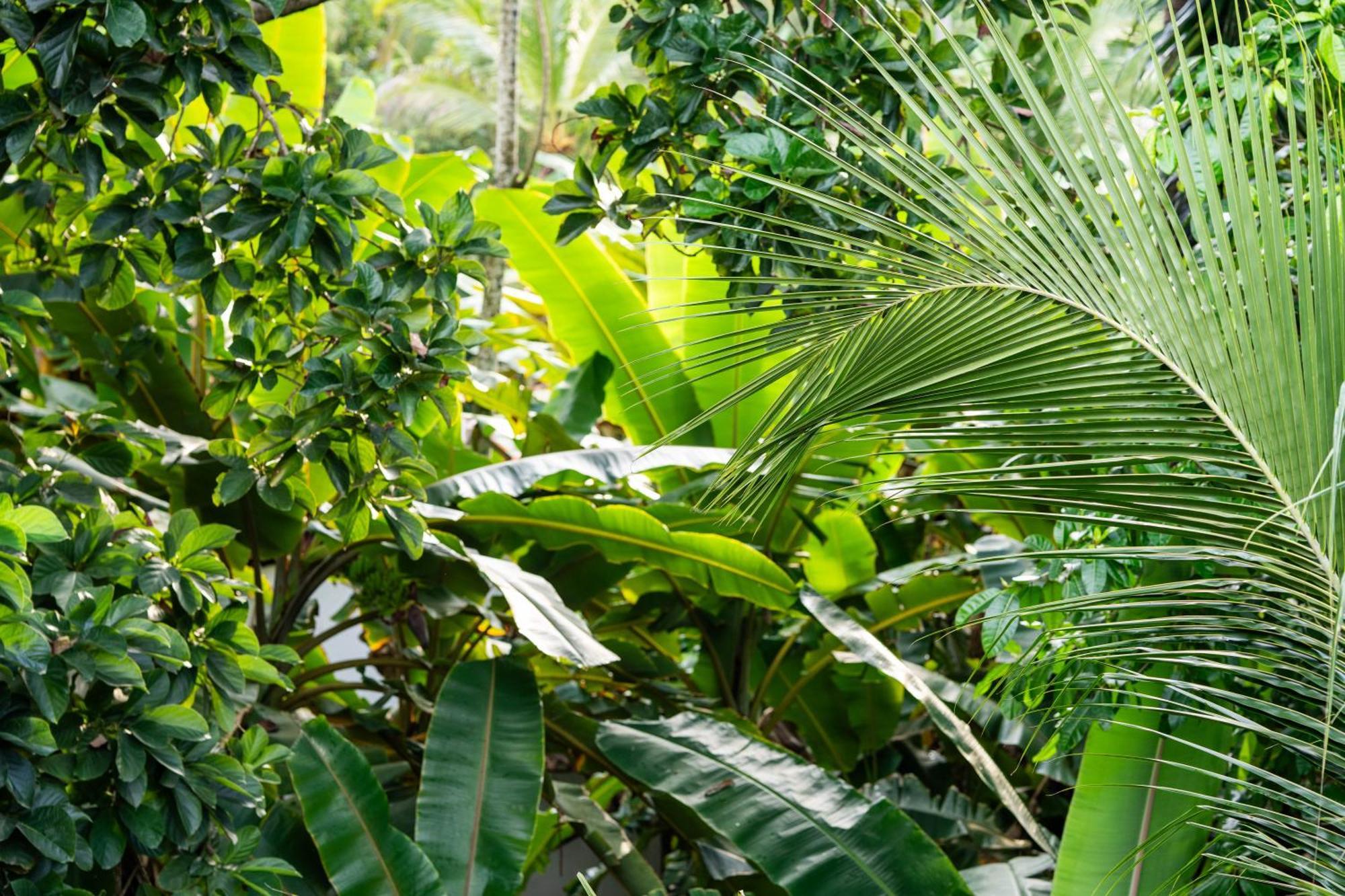 Tayrona Juanchos House Hostel Los Naranjos Zewnętrze zdjęcie